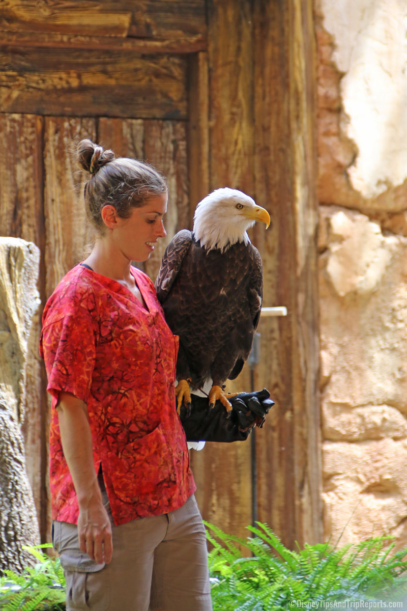 Animal Kingdom - Flights of Wonder - Bald Eagle