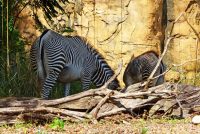 Pangani Forest Exploration Trail - Disney's Animal Kingdom