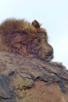 Kilimanjaro Safaris - Disney's Animal Kingdom