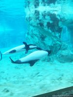 Aquatica - Commerson's Dolphin