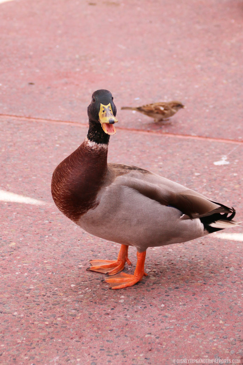Magic Kingdom - Angry Duck