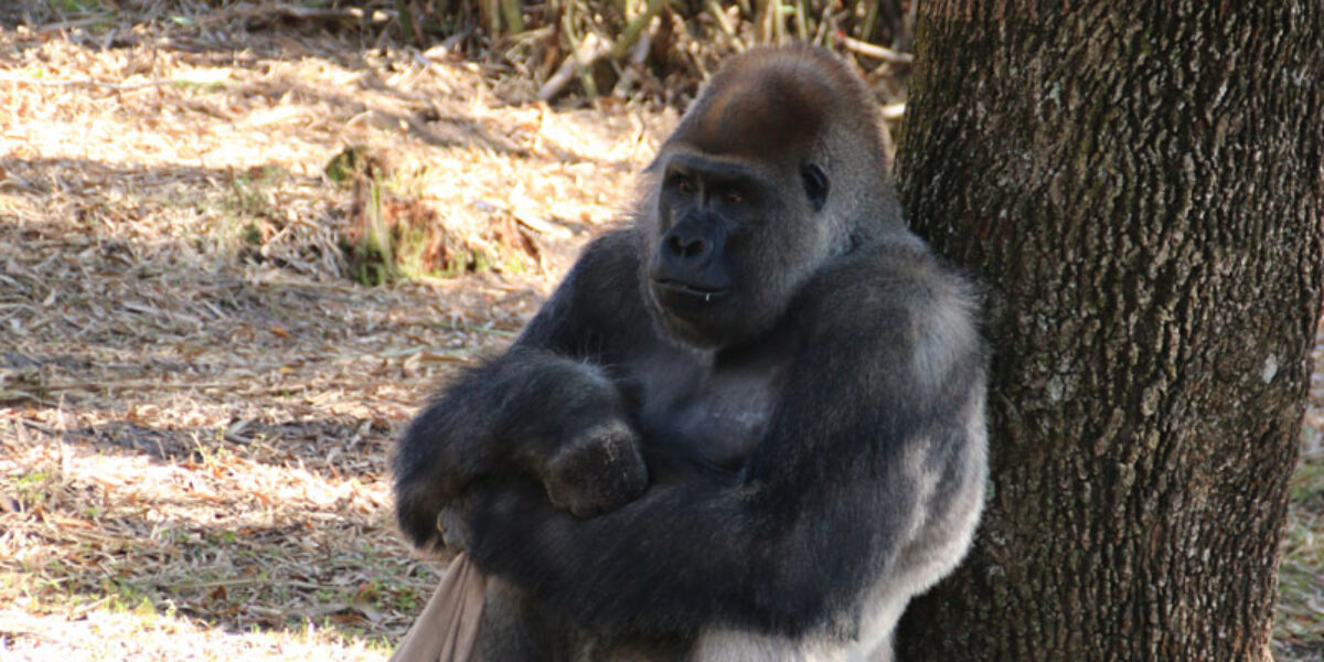 Animal Kingdom - Gorilla Falls Exploration Trail